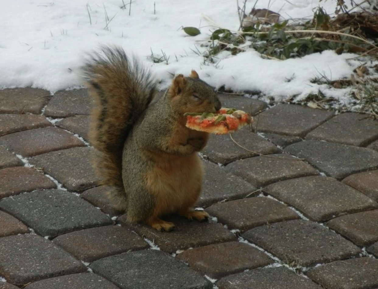 Squirrel standing on hind legs holding a slice of pizza outdoors