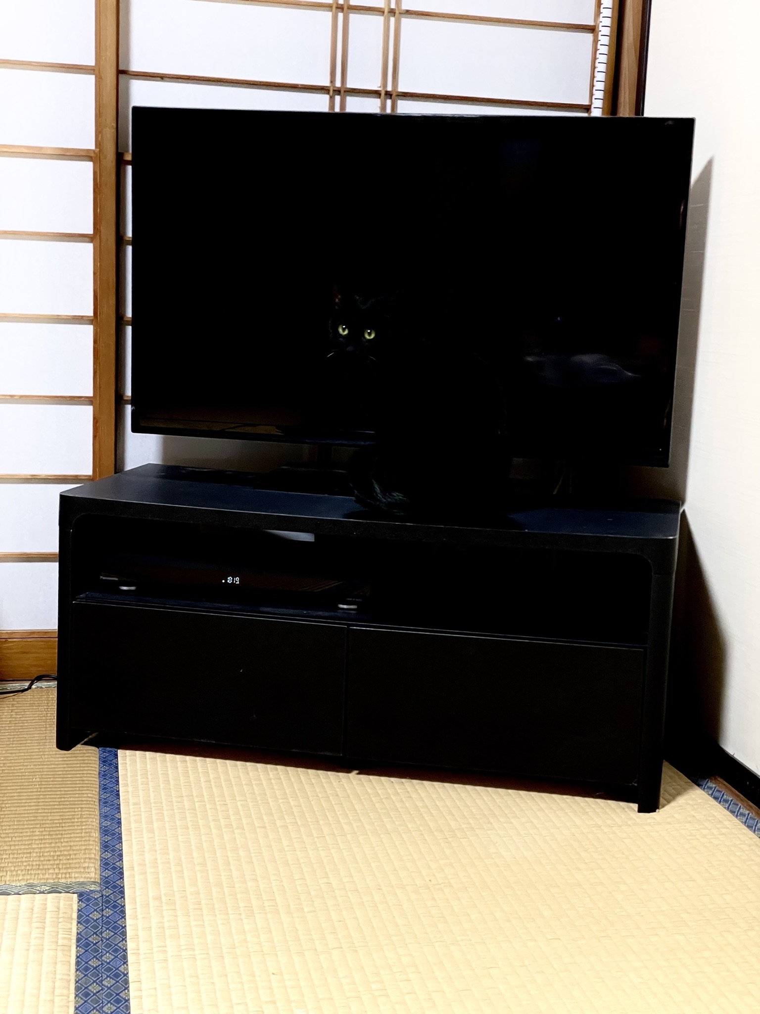 テレビの前に黒い猫