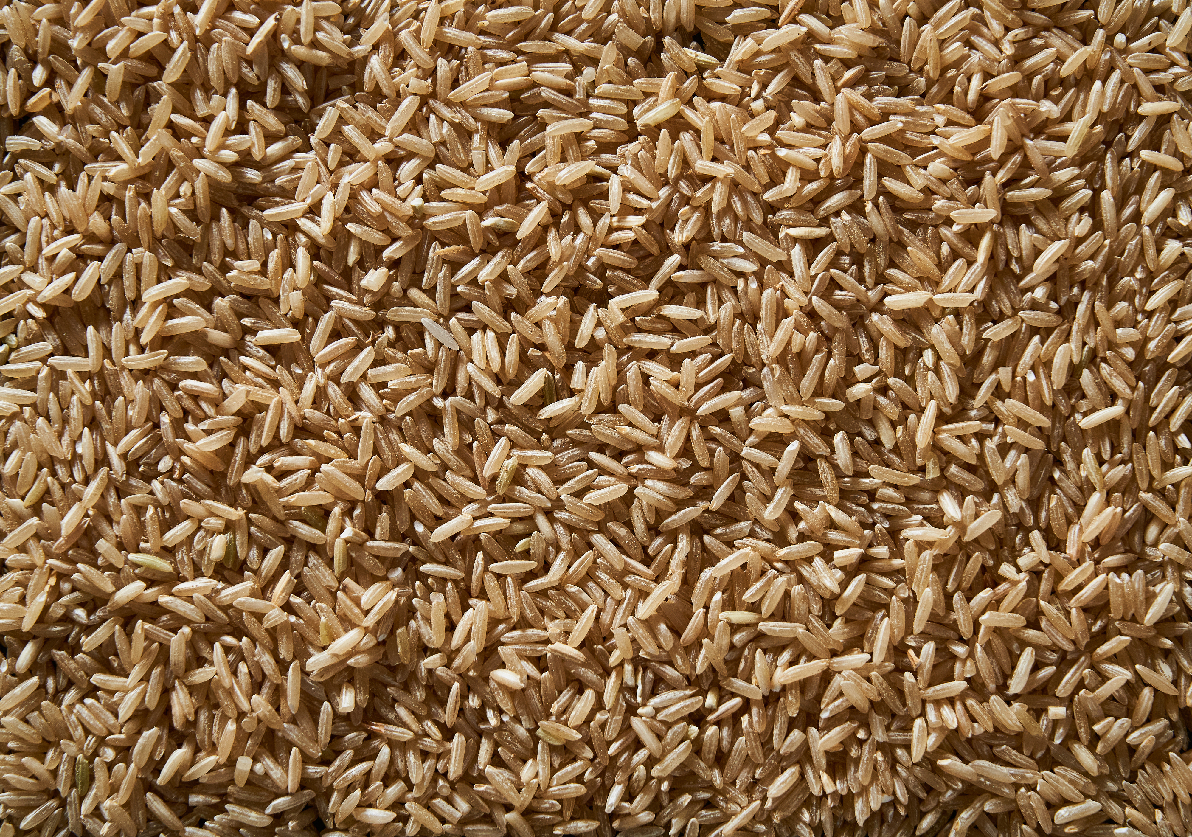 Close-up of uncooked brown rice spread out in abundance