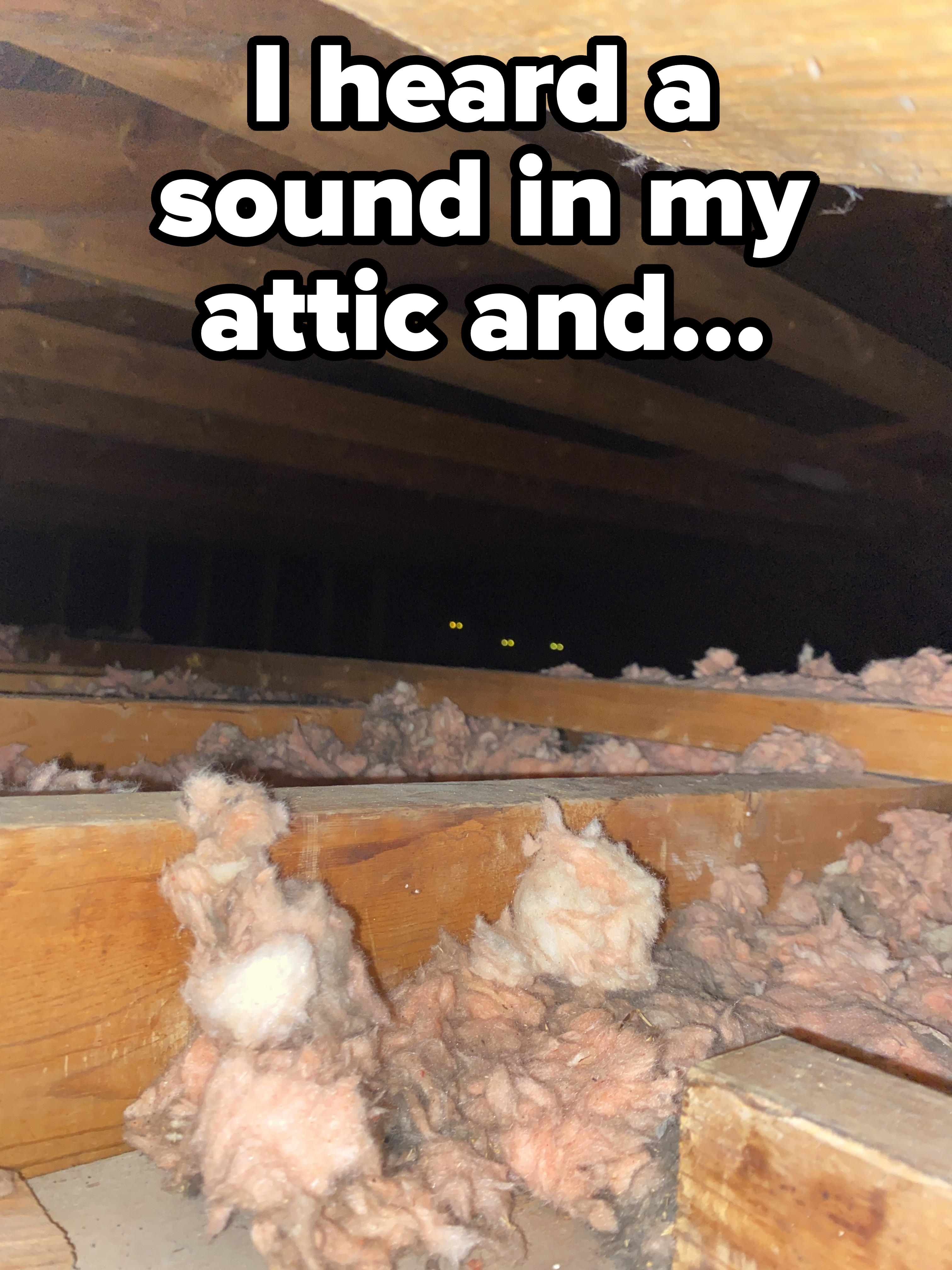Three pairs of animal eyes peering from the shadows between attic beams among insulation