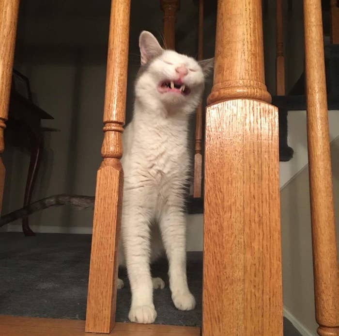 Cat standing on hind legs between stair railings, mouth open in mid-sneeze