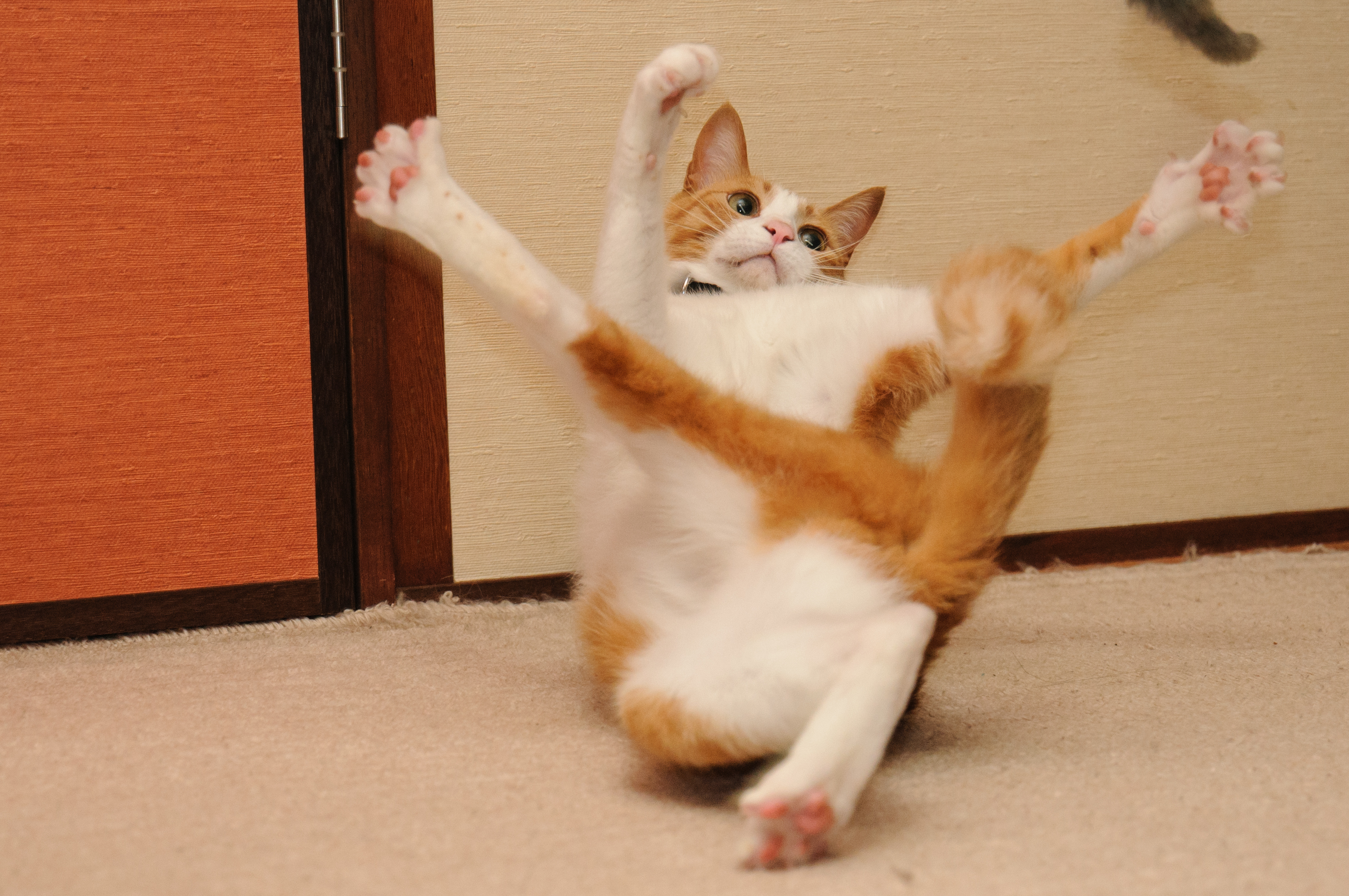 Cat caught mid-air with paws outstretched