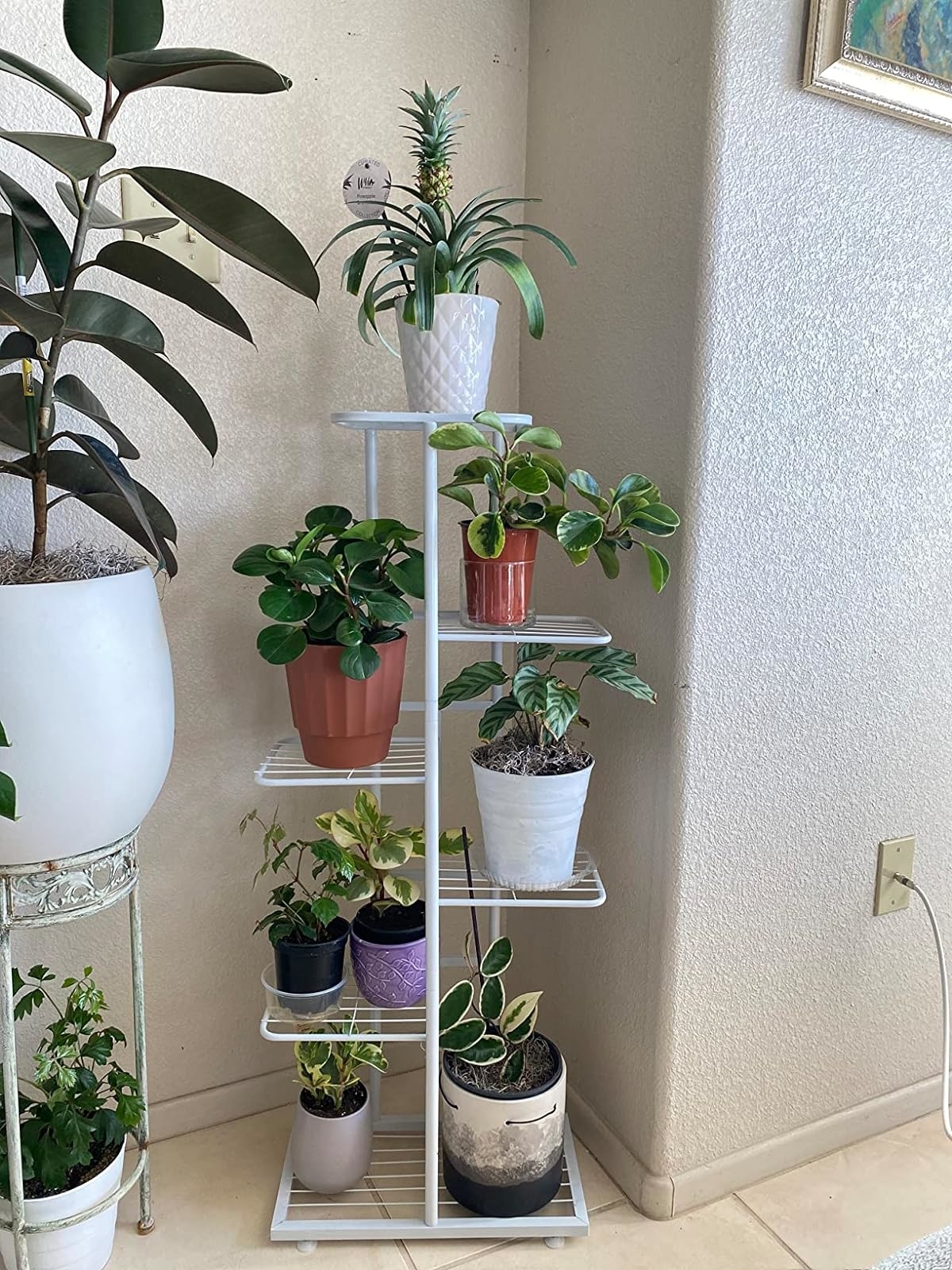 Assorted potted plants on a multi-tiered shelf