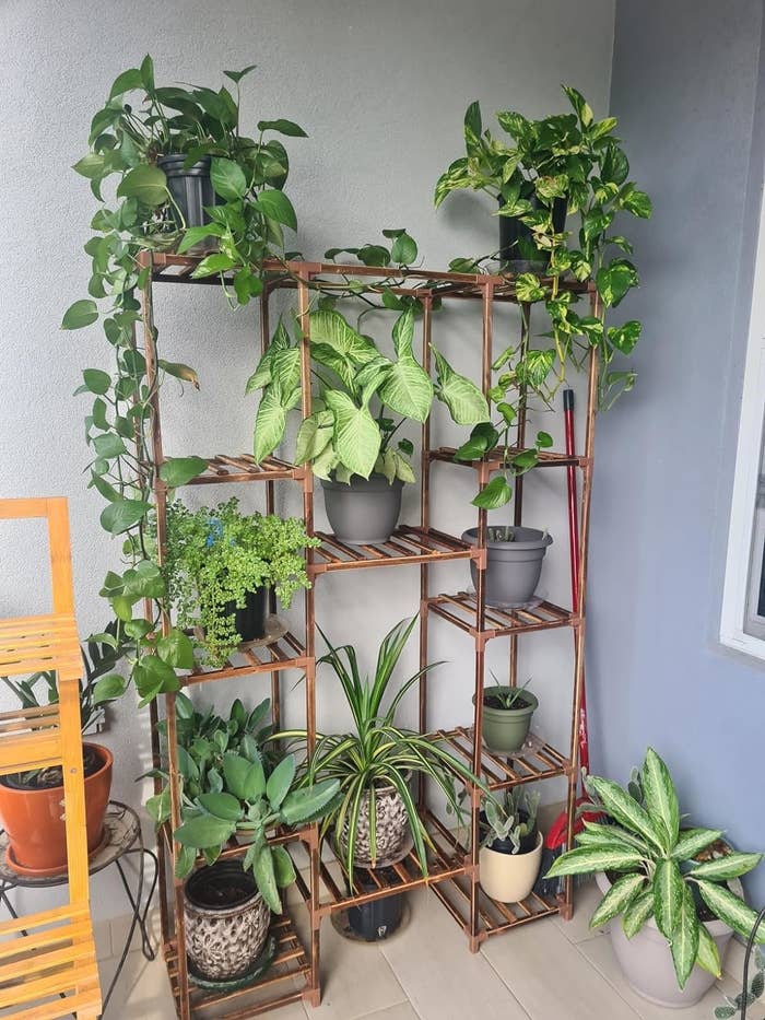 A variety of potted plants arranged on a multi-tier wooden shelf, suitable for home decor and space-efficient gardening