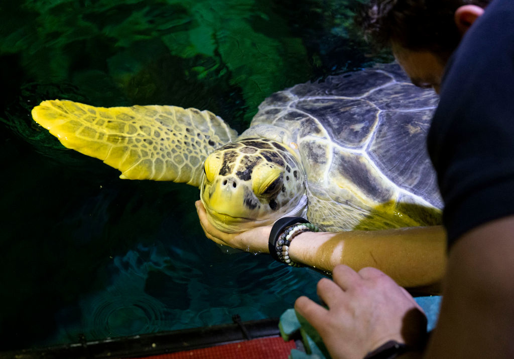 Person interacts gently with a sea turtle in water