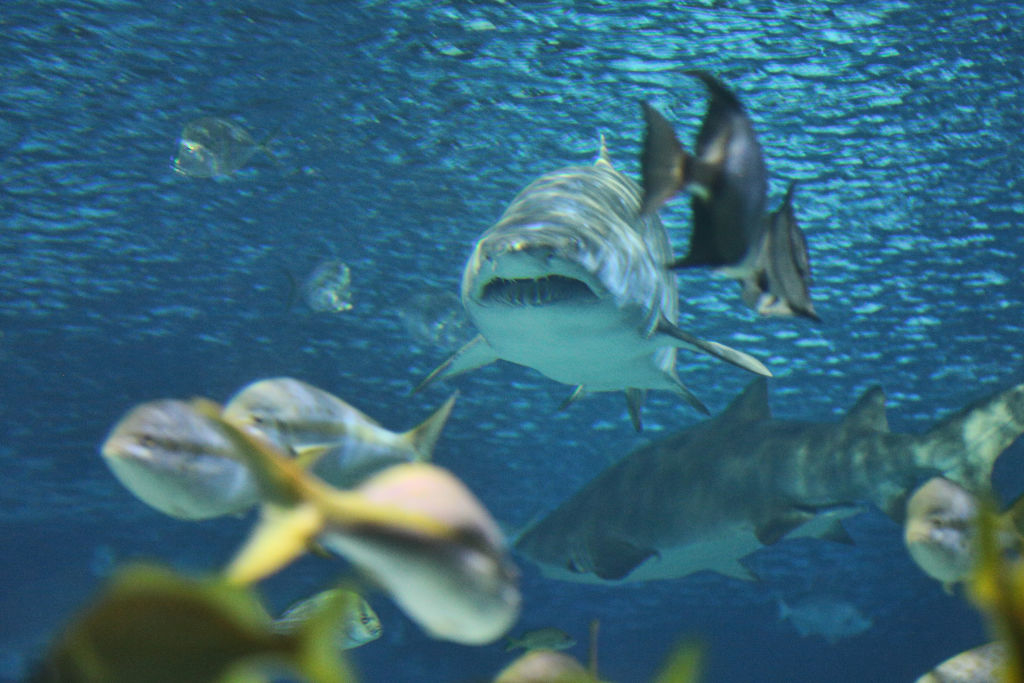 Shark swimming in an aquarium with other fish, viewed through glass