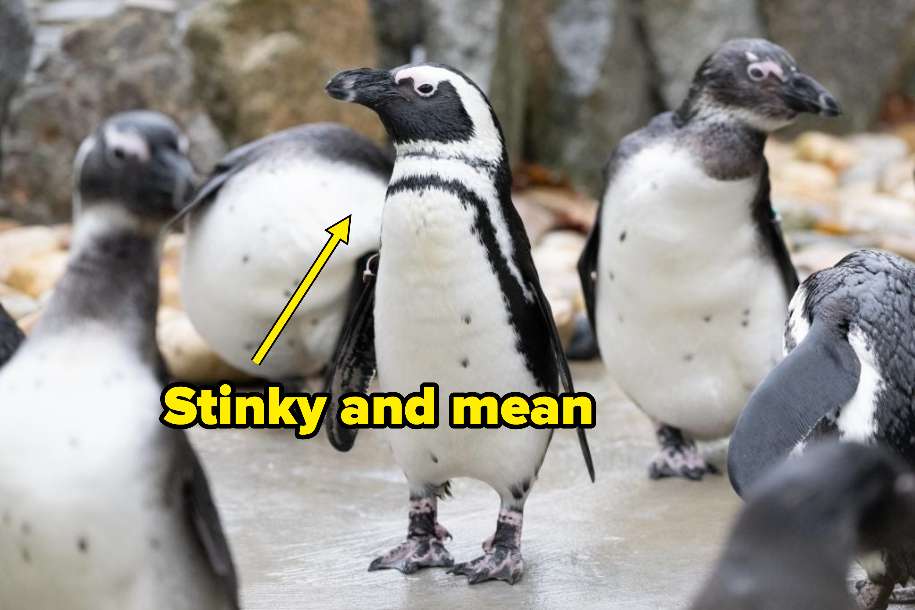 Penguin standing with peers, one looking up, in a rocky enclosure captioned &quot;stinky and mean&quot;