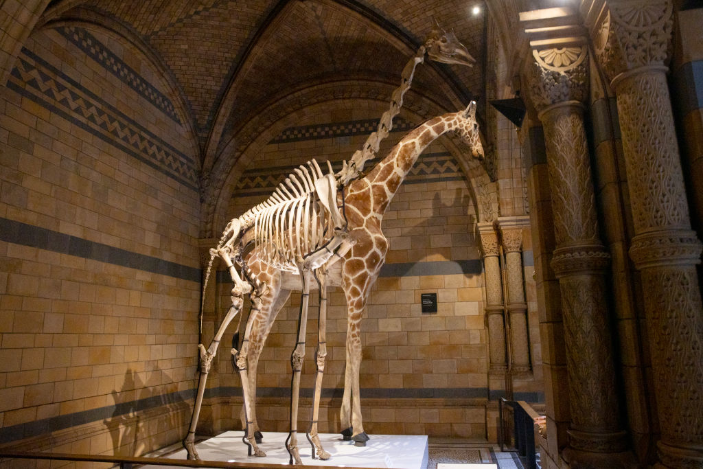 Giraffe skeleton on display inside a museum with arched ceilings and ornate columns
