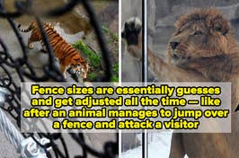 tiger and lion behind fence and glass, respectively, captioned "Fence sizes are essentially guesses and get adjusted all the time — like after an animal manages to jump over a fence and attack a visitor"