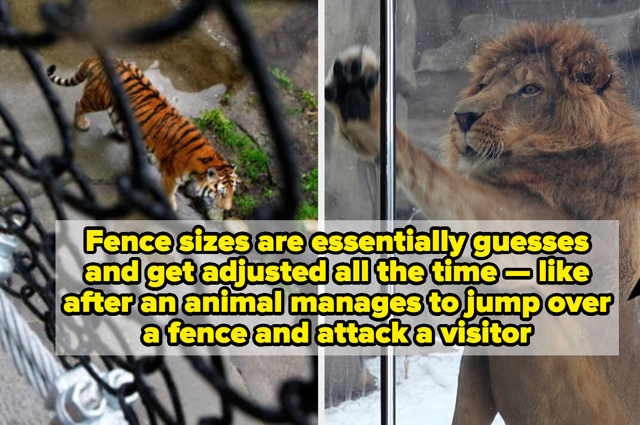 "Animals Escape Pretty Frequently" And 32 Other Absolutely Wild
Behind-The-Scenes Secrets About Zoos