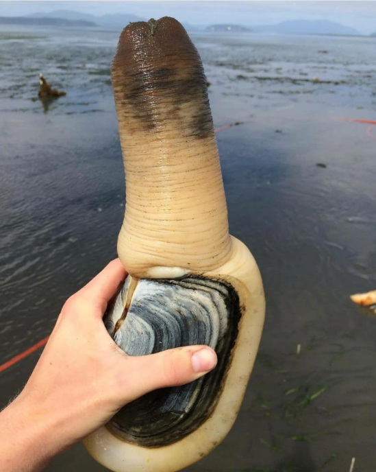 Person holding a large geoduck clam with the siphon extended, at a beach