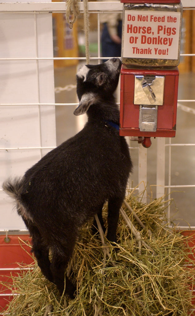A goat standing on hay interacts with a mounted coin-operated feed dispenser labeled &quot;Do Not Feed the Horse, Pigs or Donkey.&quot;
