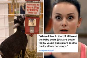petting zoo goat captioned "sent to local butcher shops" and penguin labeled "stinky and mean"