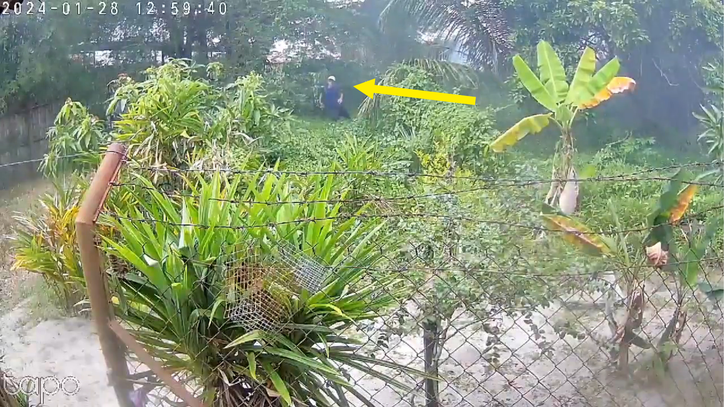 Person in distance behind a fence with plants, surveillance timestamp in corner