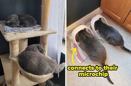 two cats hanging out on a cat tree / the same two cats eating out of separate microchip feeders