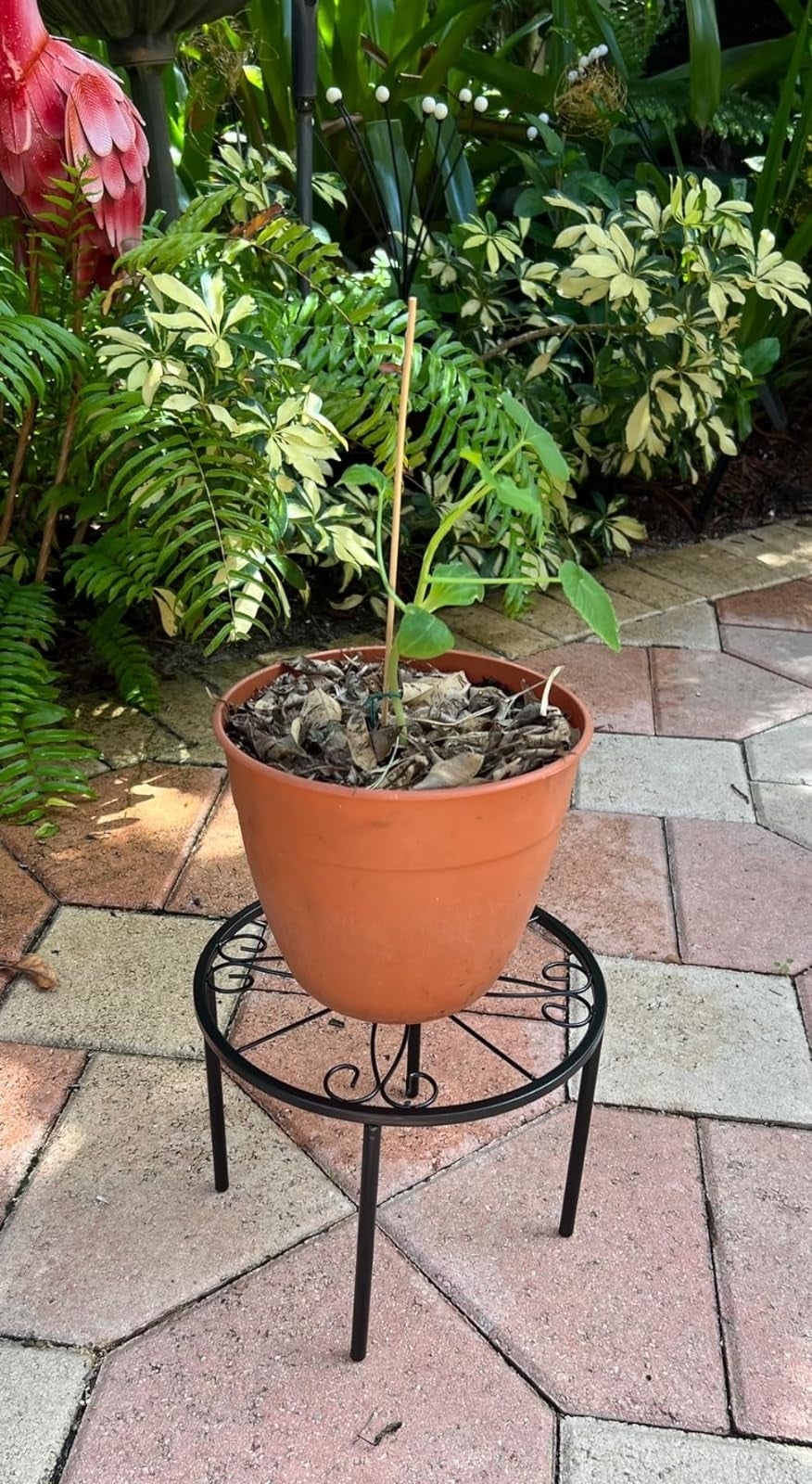 Potted works  connected  metallic  basal   successful  garden