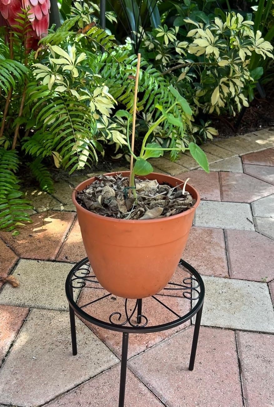 Potted plant on metal stand in garden