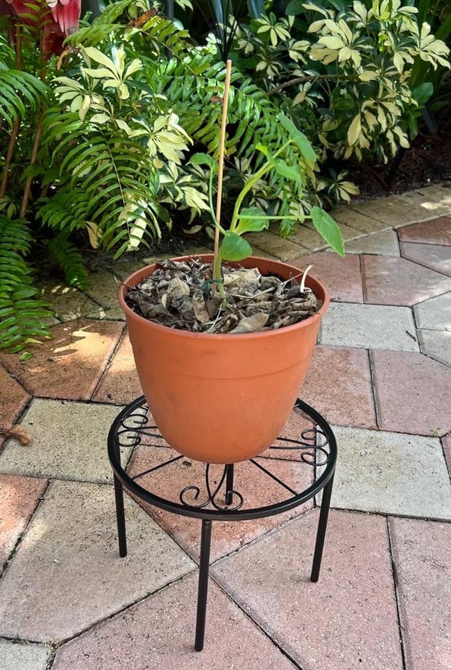 Potted works connected metallic basal successful garden