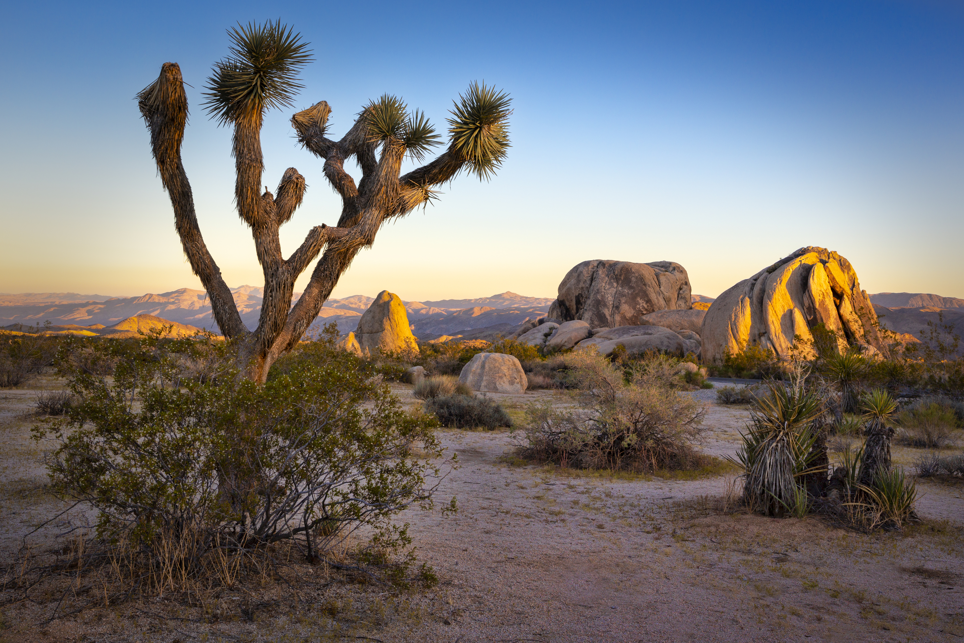 Desert landscape with Joshua trees and large rocks during sunset