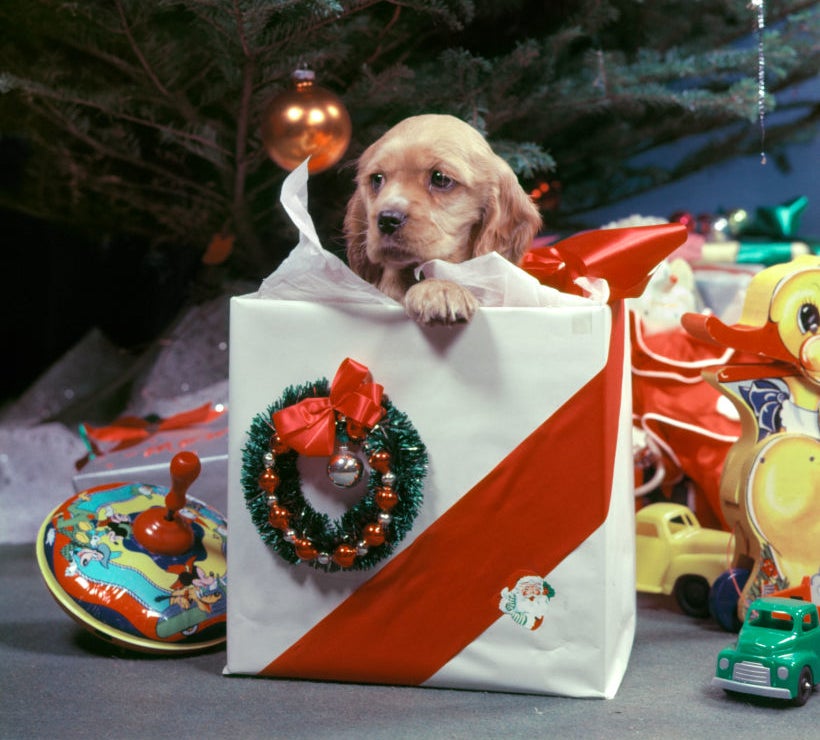 Puppy peeking out of a Christmas gift bag under a decorated tree with toys around