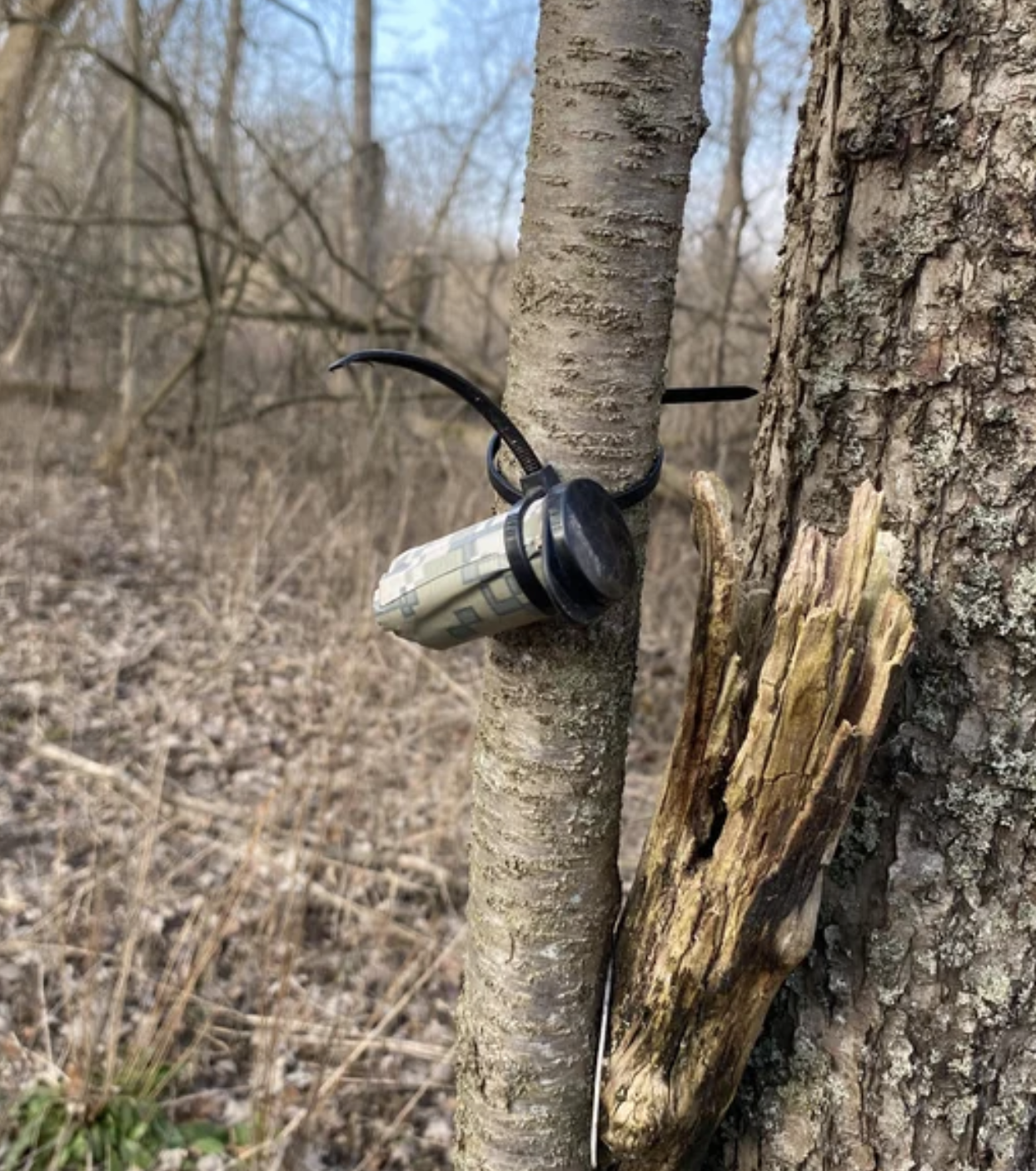 A geocache container is attached to a tree trunk in a wooded area