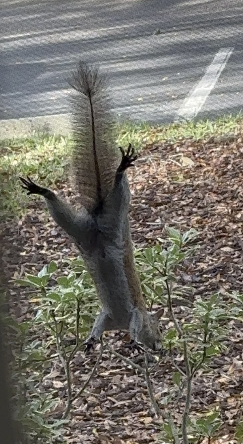 Squirrel standing upright with its paws spread on a window and its very thin tail, surrounded by hair, visible, along with foliage and a road in the background