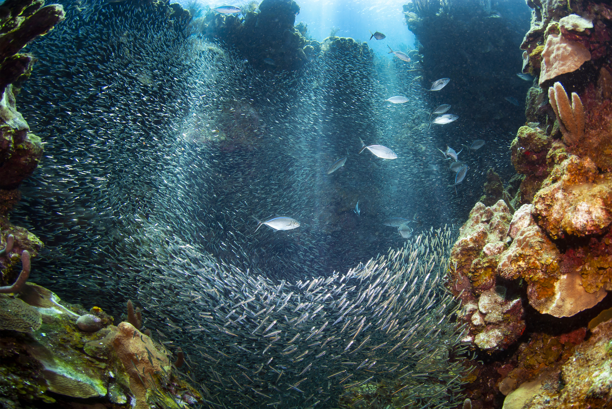 School of fish in a dense formation among underwater coral formations, with light filtering from above