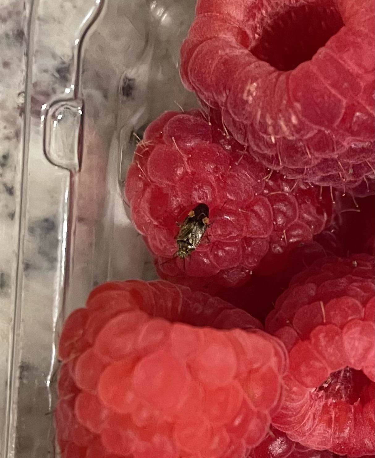 A fly sitting inside one of the multiple raspberries in a clear plastic container