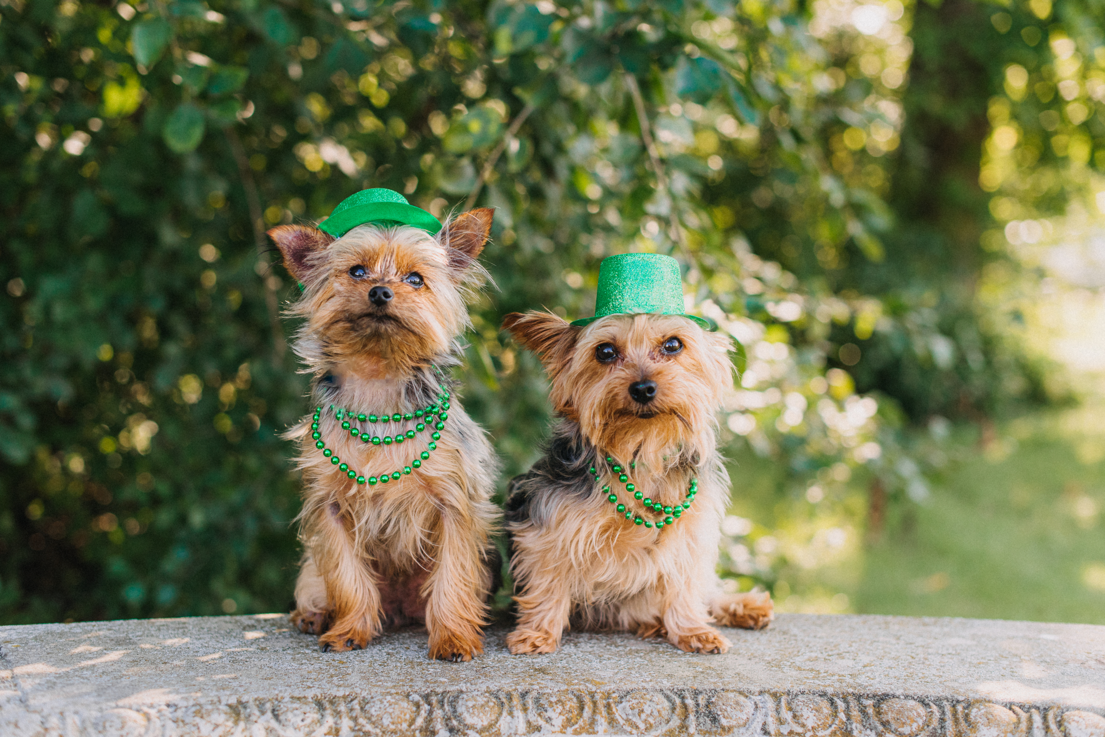 Two Yorkshire Terriers wearing green hats and beads sitting side by side
