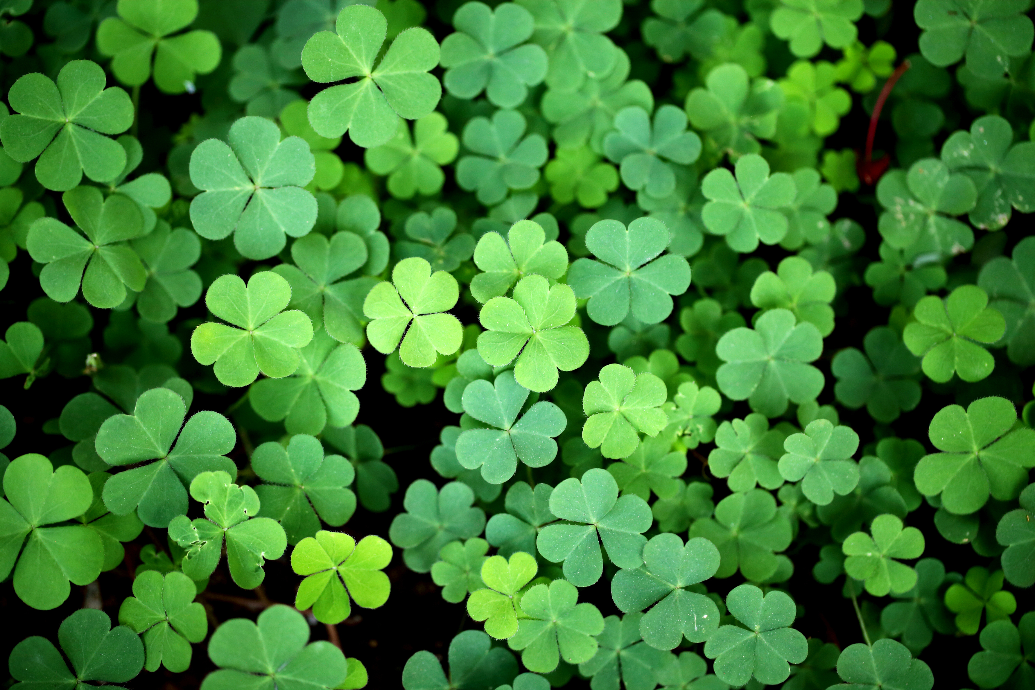 A close-up view of a dense cluster of three-leaf clovers