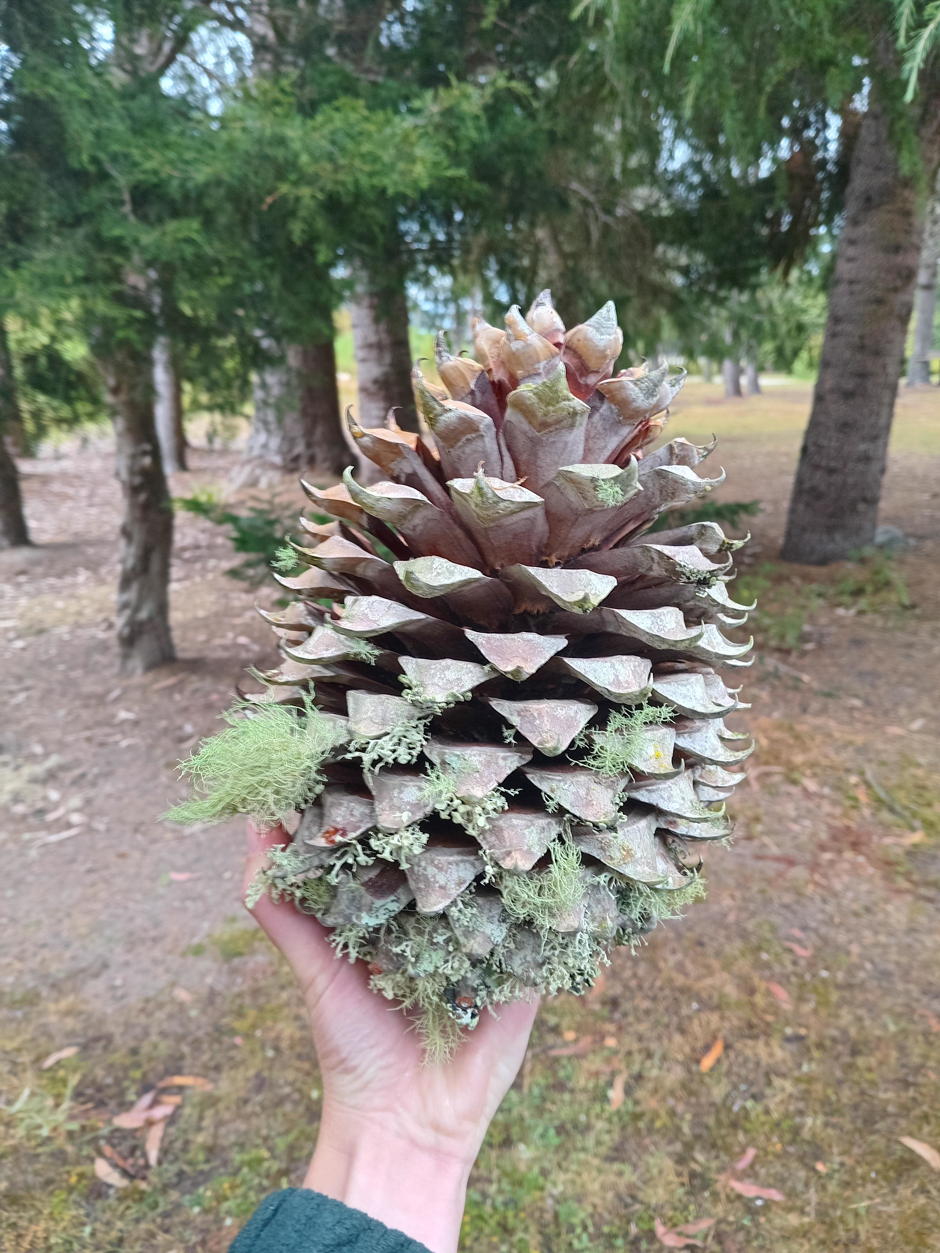 A huge pine cone being held by a hand and soaring above it