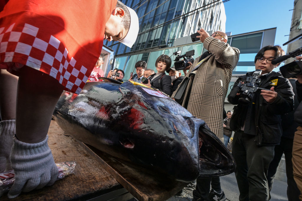 A huge fish on its side with photographers surrounding it