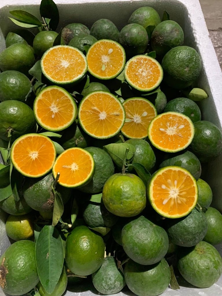 Whole and halved green oranges