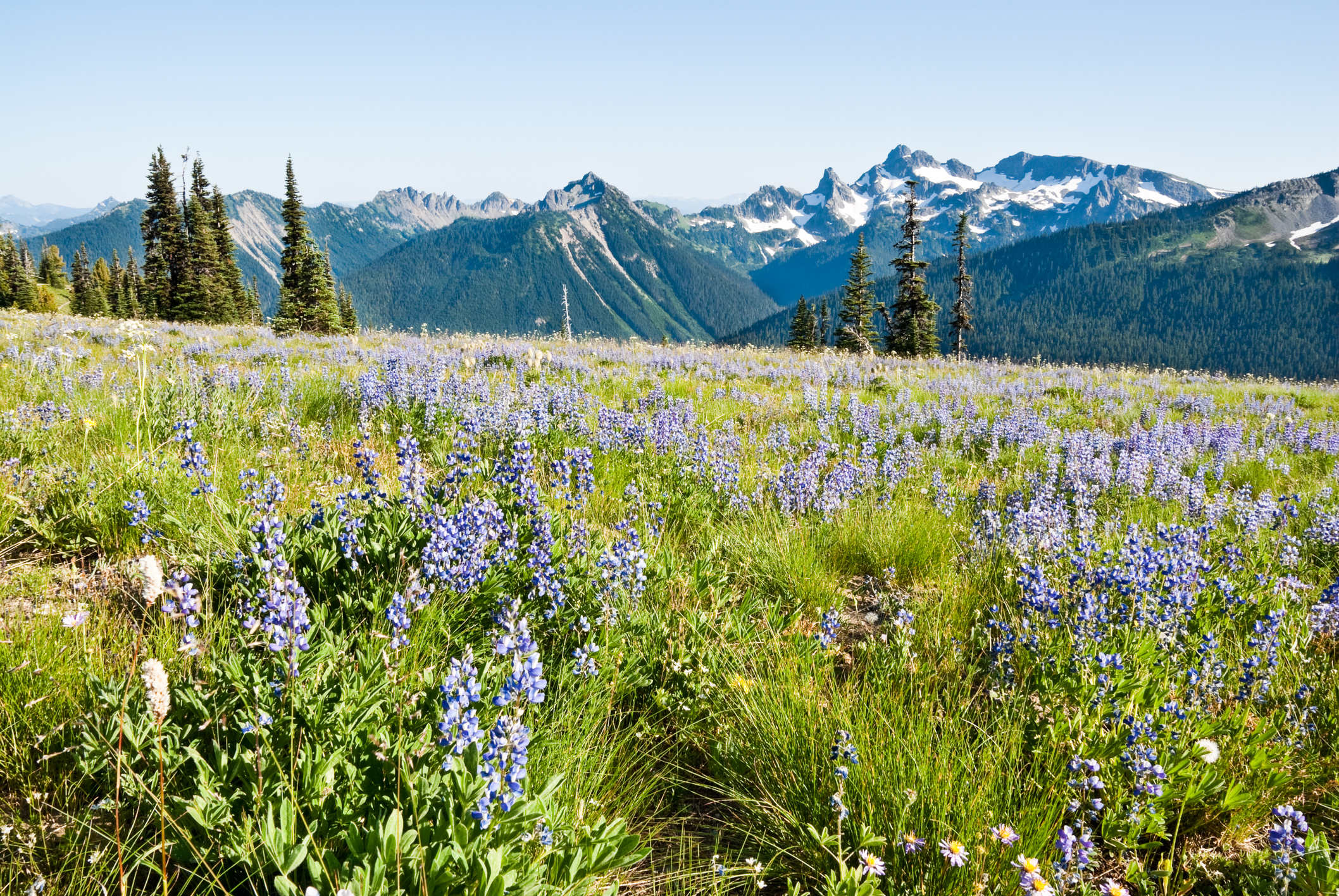 Lupines and mountains at Mount Rainier National Park