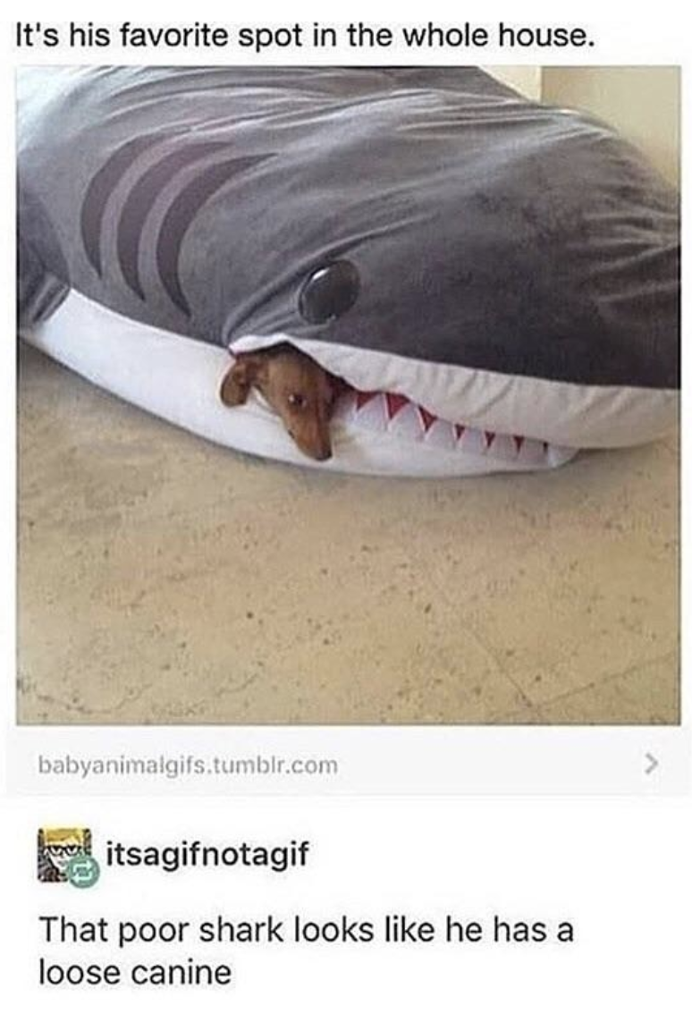 "That poor shark looks like he has a loose canine"