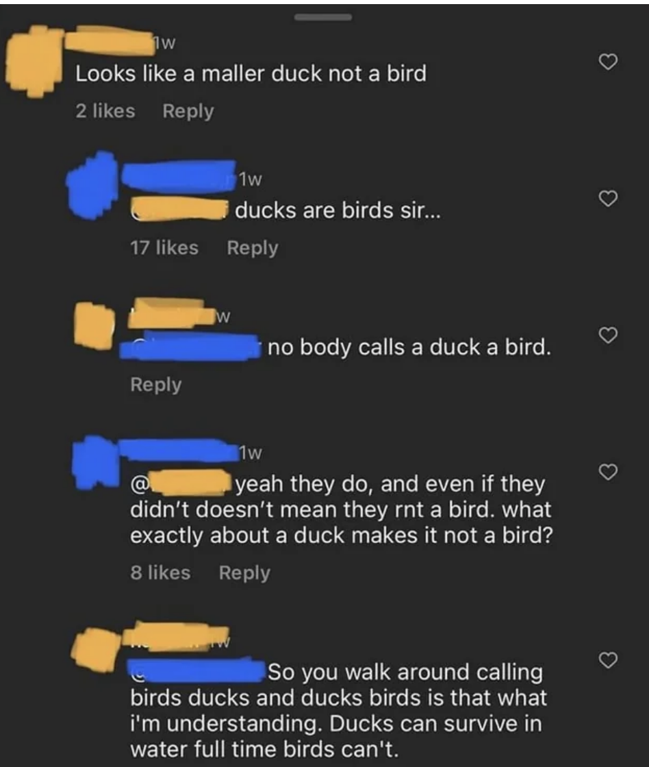 &quot;ducks are birds sir...&quot;