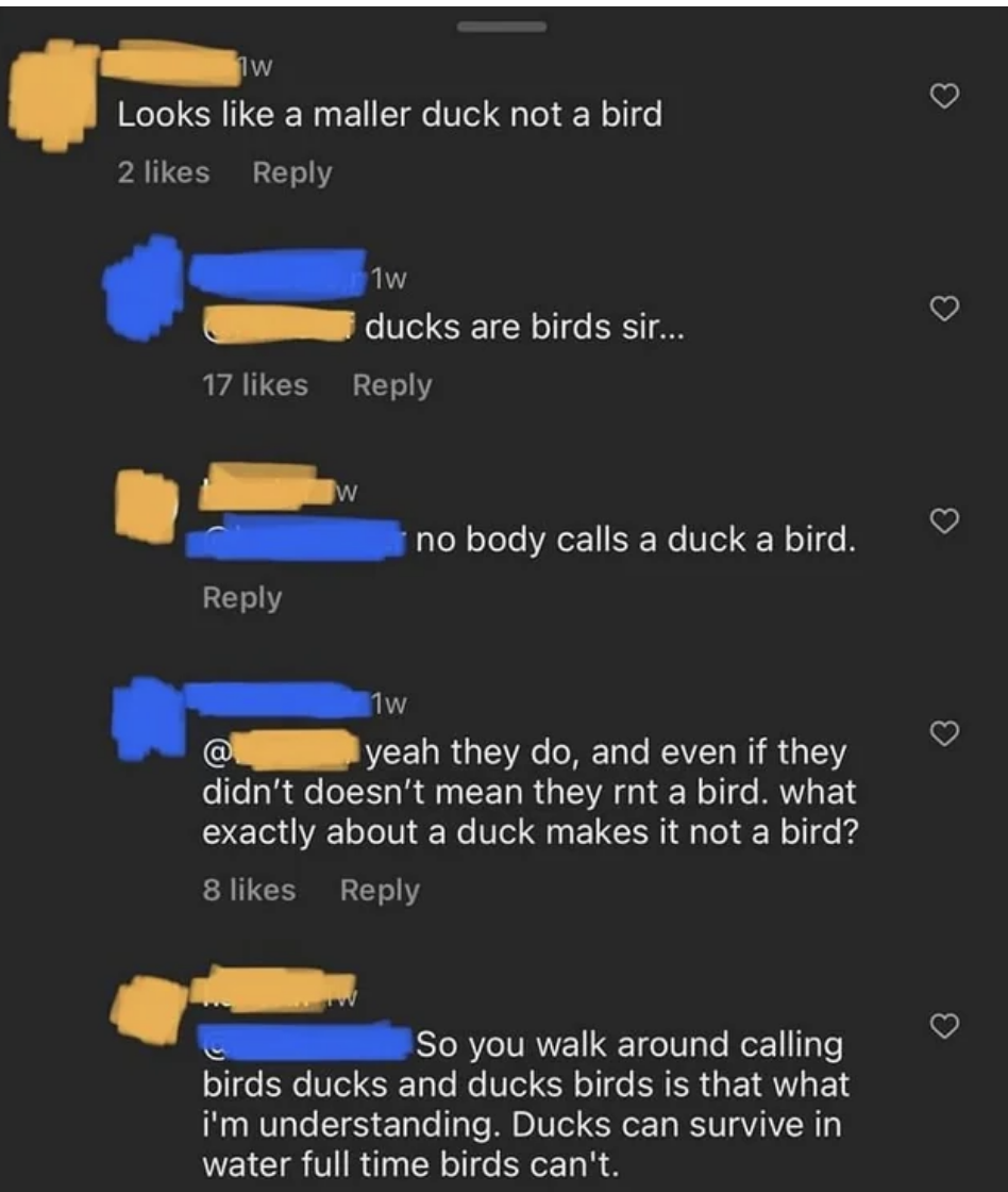 "ducks are birds sir&hellip;"