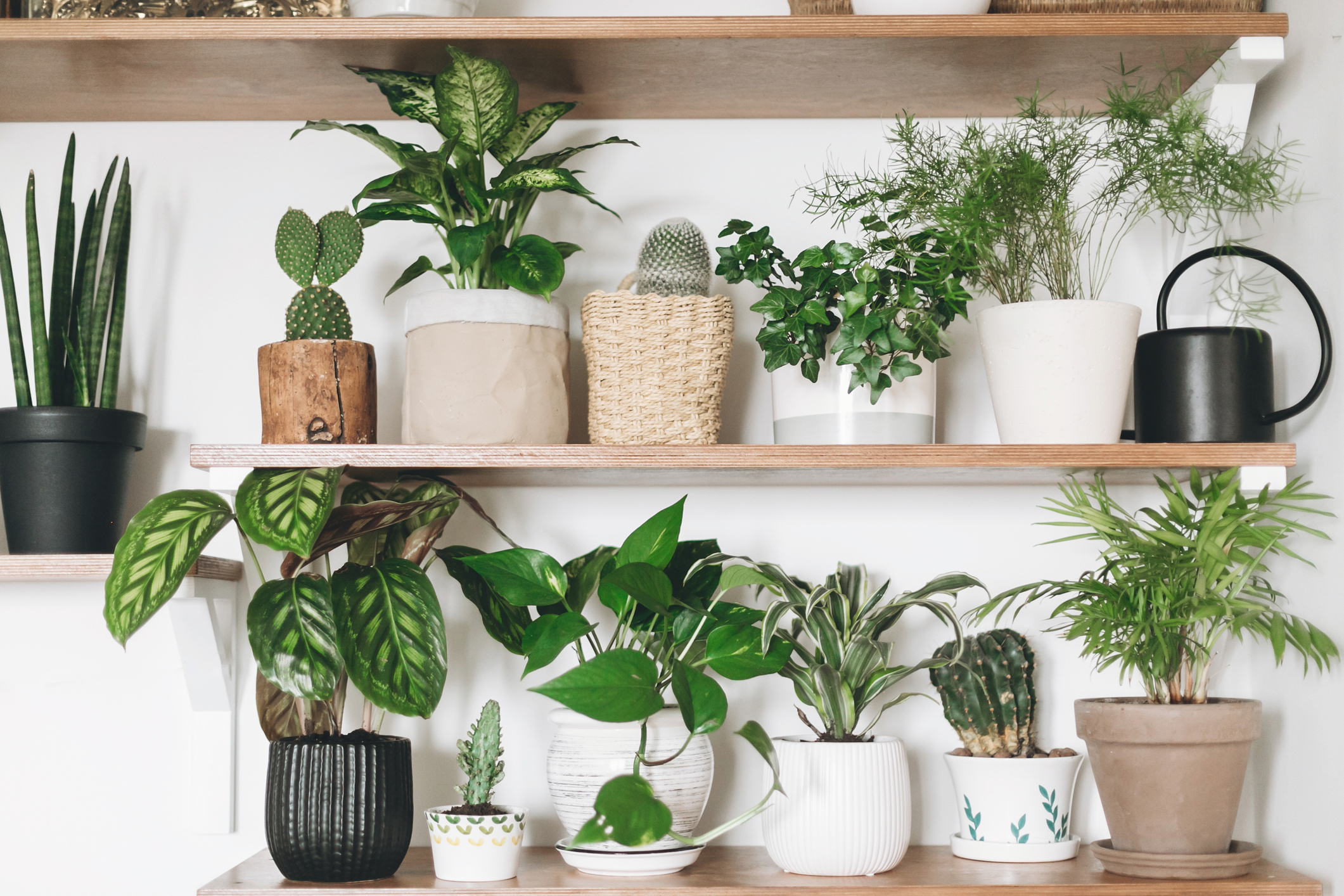 shelf full of plants