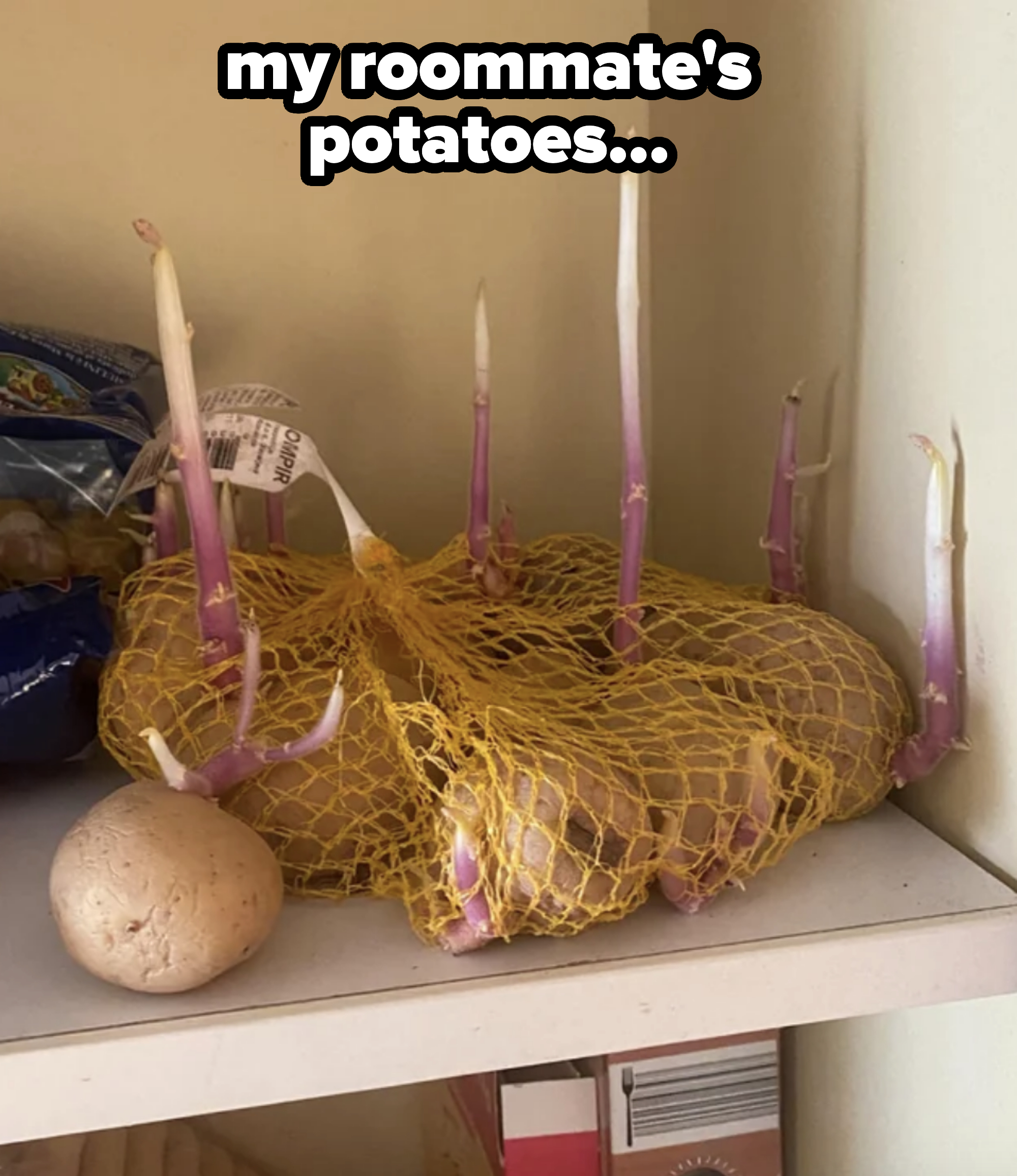 potatoes with very long roots grown