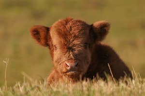 Baby highland cow.