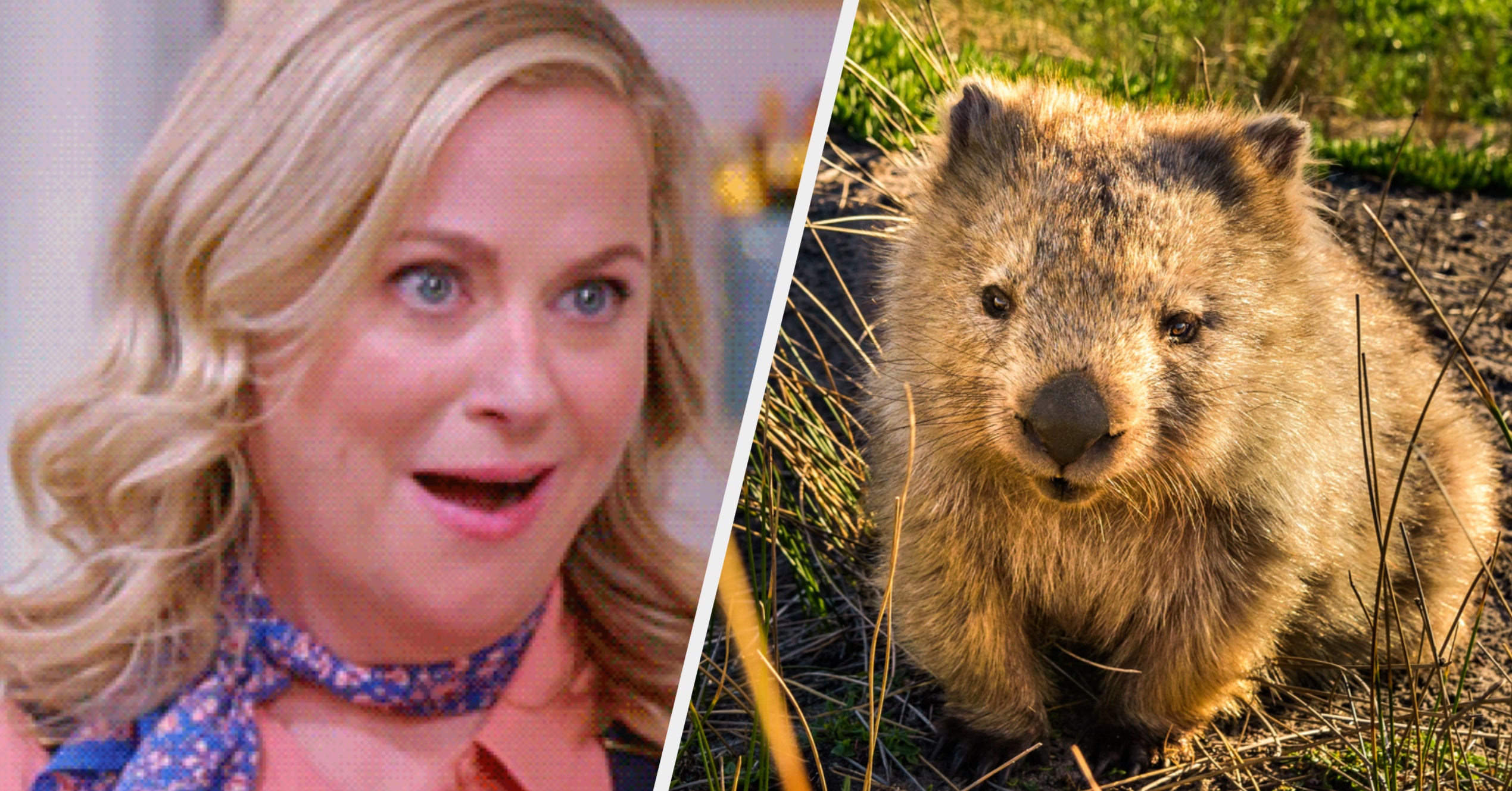 Strange Animal Personality Quiz