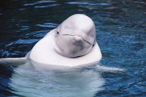 Beluga whale chilling in the water.