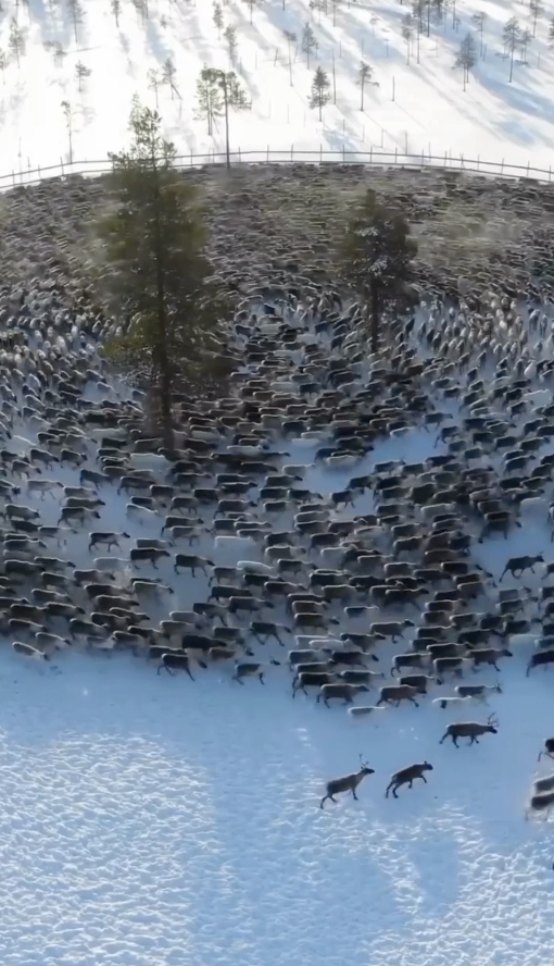 large pack of reindeer going in a circle