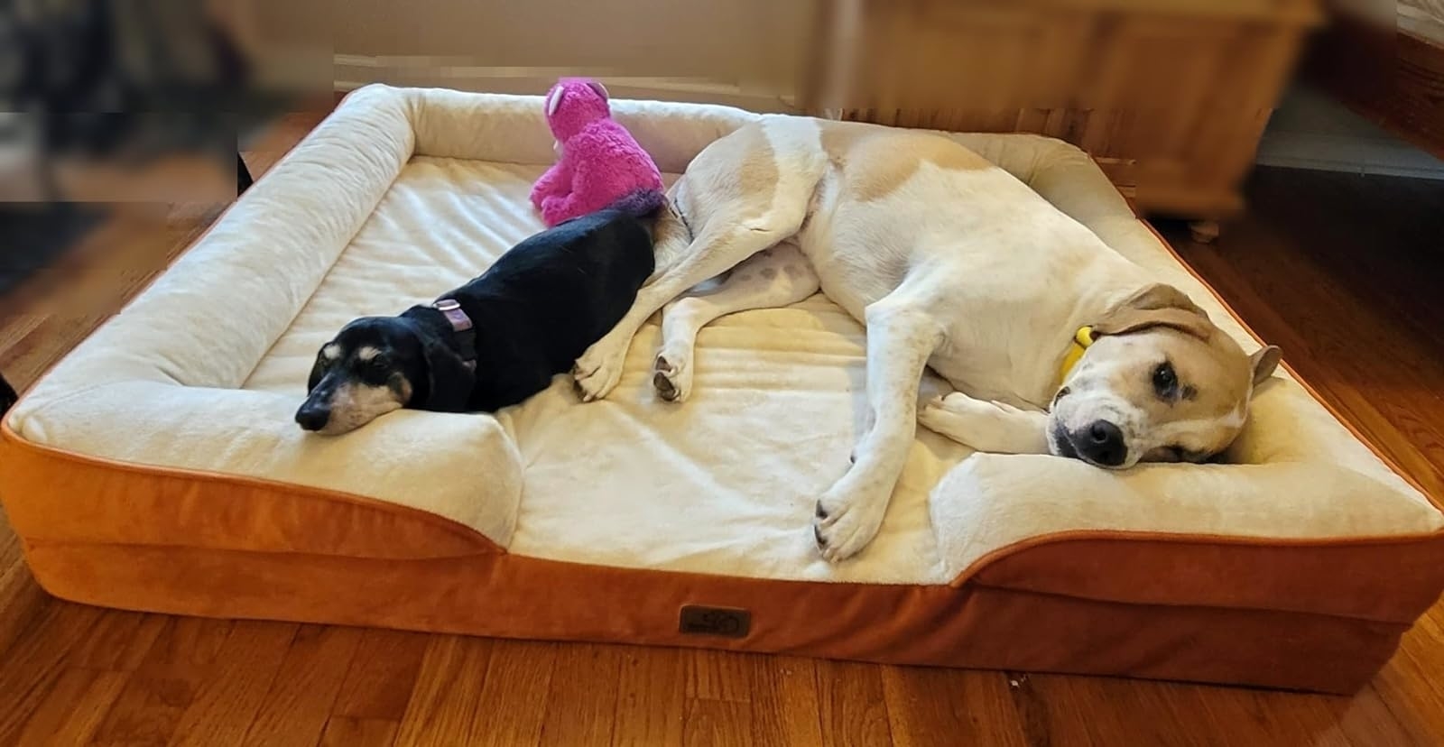 Dogs enjoying the caramel pet bed