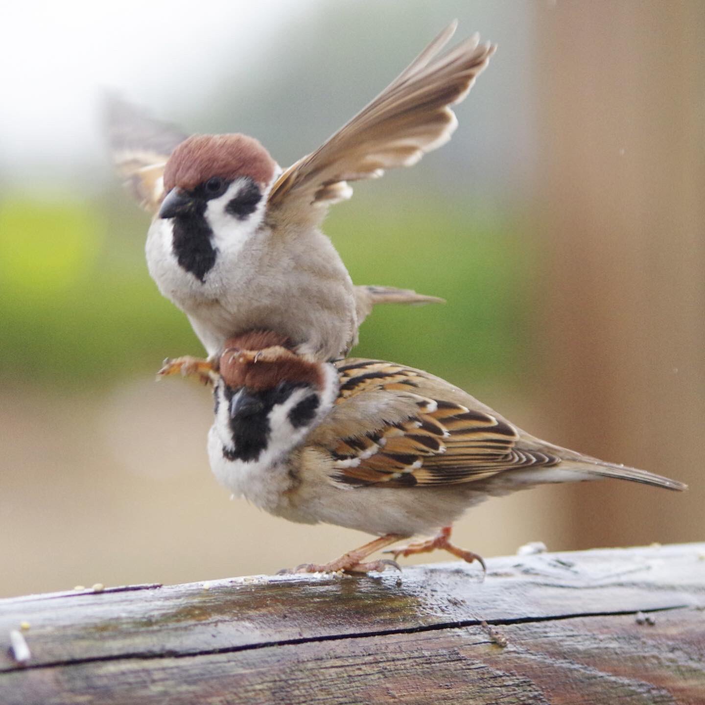 メジロ レジンヘアゴム 野鳥 Amazon.co.jp: 可愛い 「メジロ」と