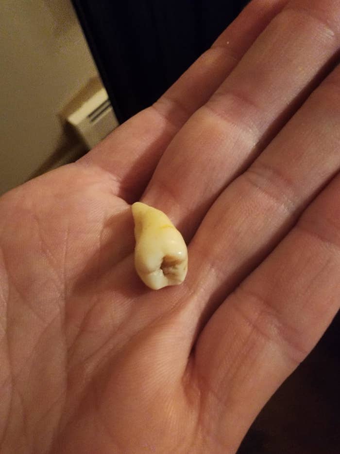 someone holding an intact adult tooth