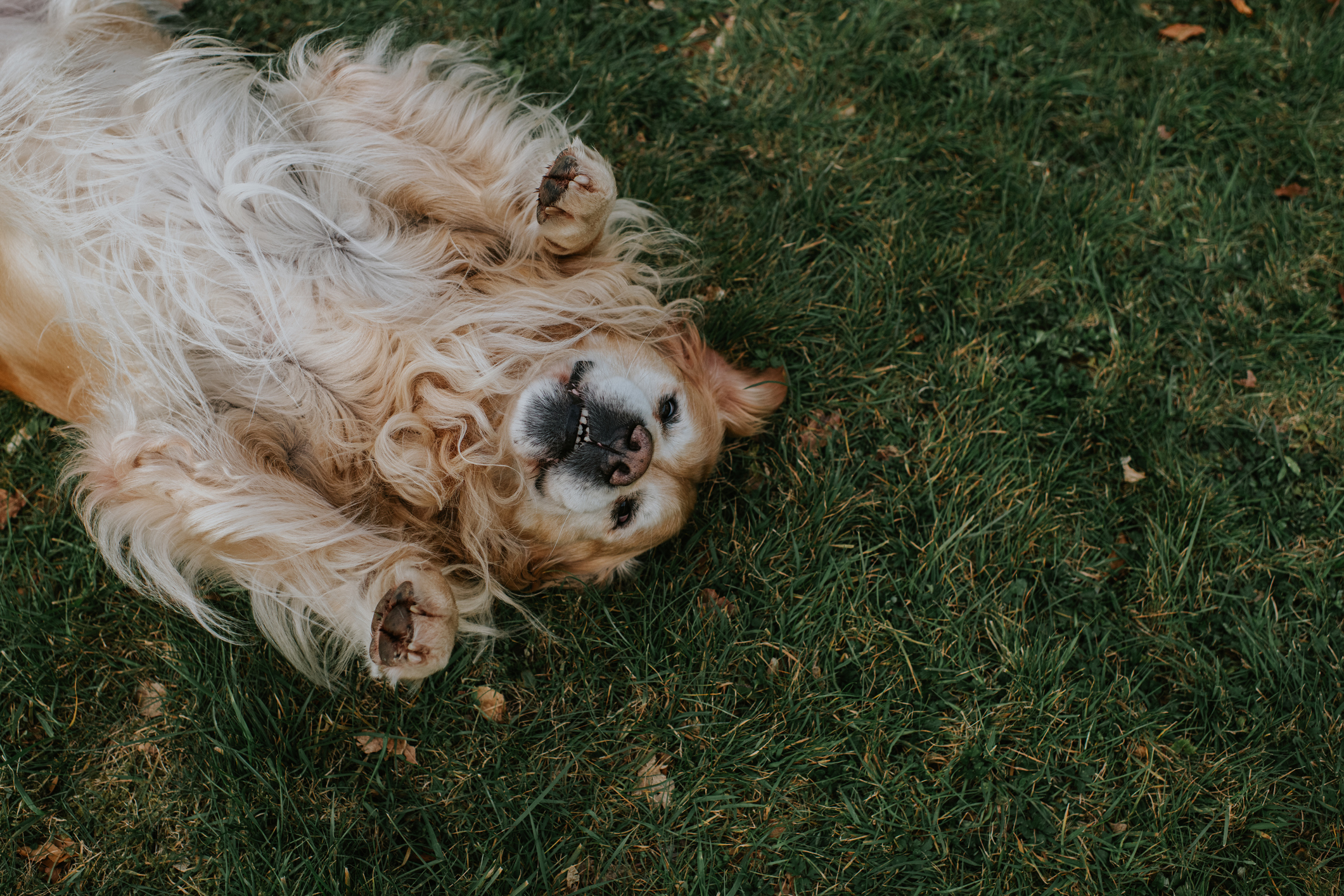 Golden retriever dog lying on its back on grass