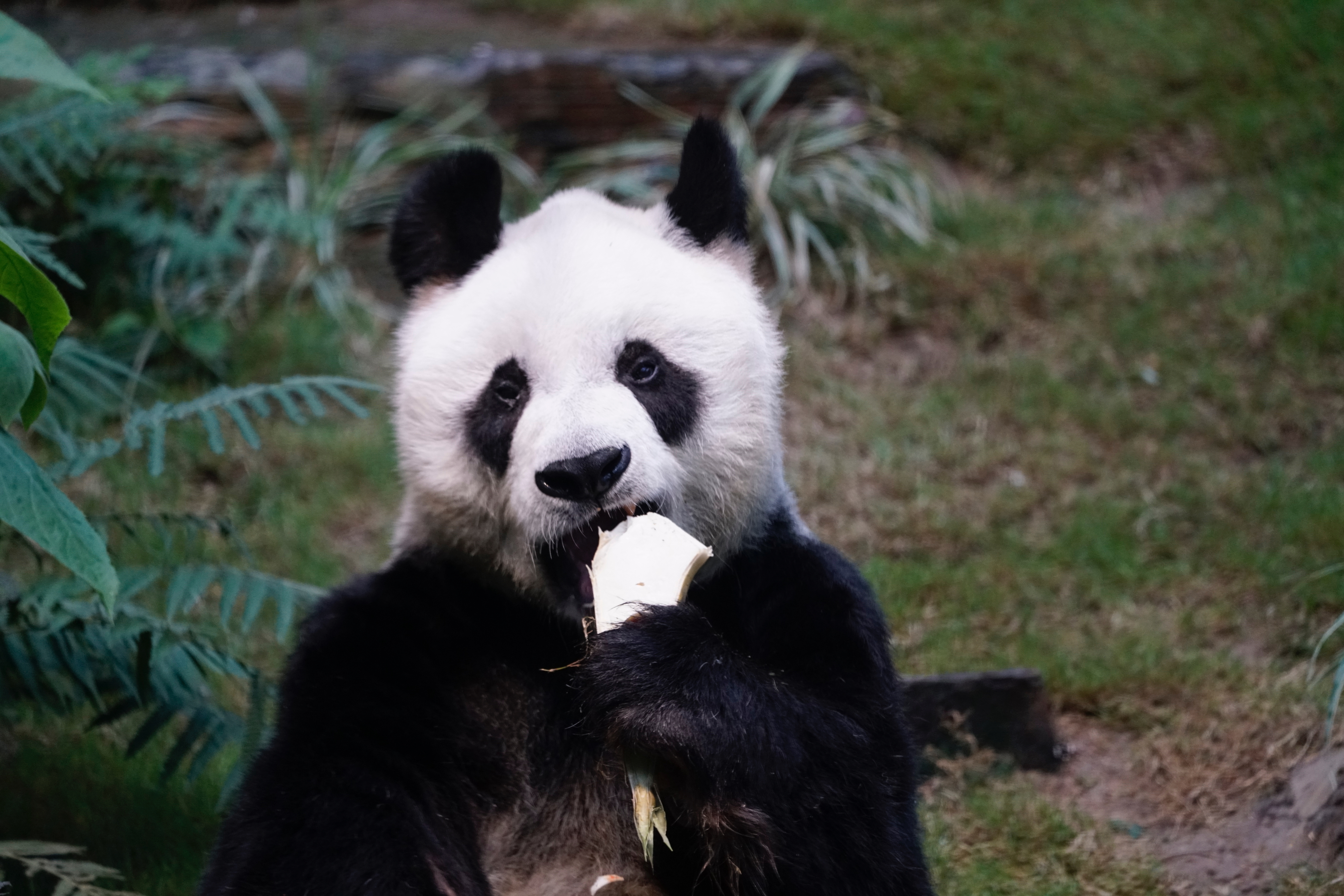 Panda sitting and eating bamboo in a natural habitat enclosure