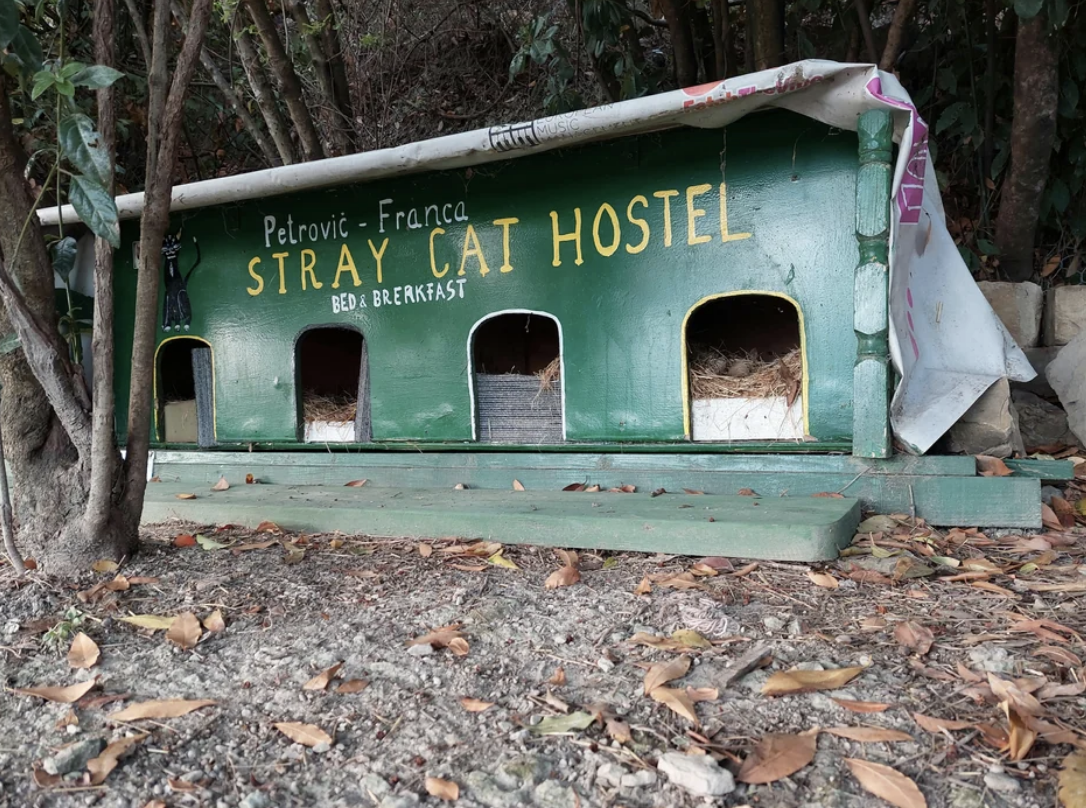 Small green wooden shelter labeled &quot;Stray Cat Hostel&quot; with multiple compartments for cats