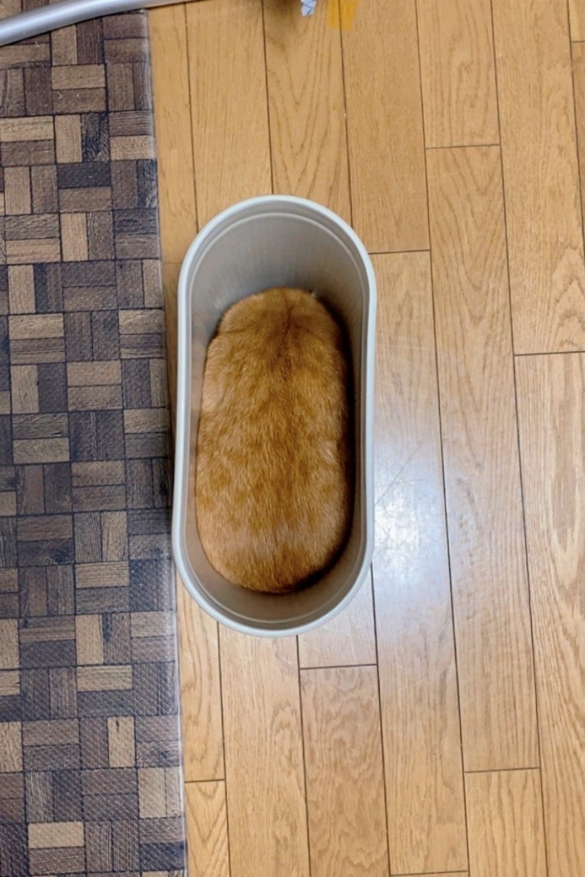 猫が縦長のバケツに丸くなって入っています。